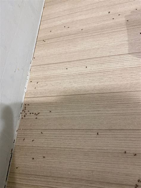 鏡子 床 螞蟻大量出現原因
